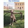 команда