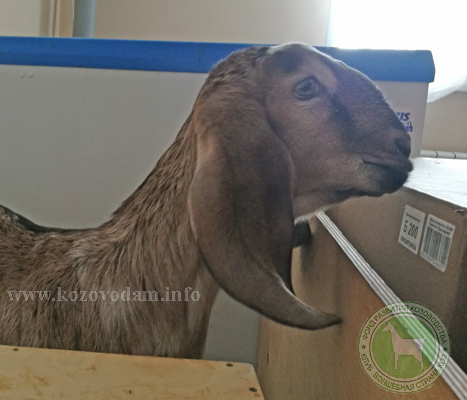 Малай Ильнар Казань