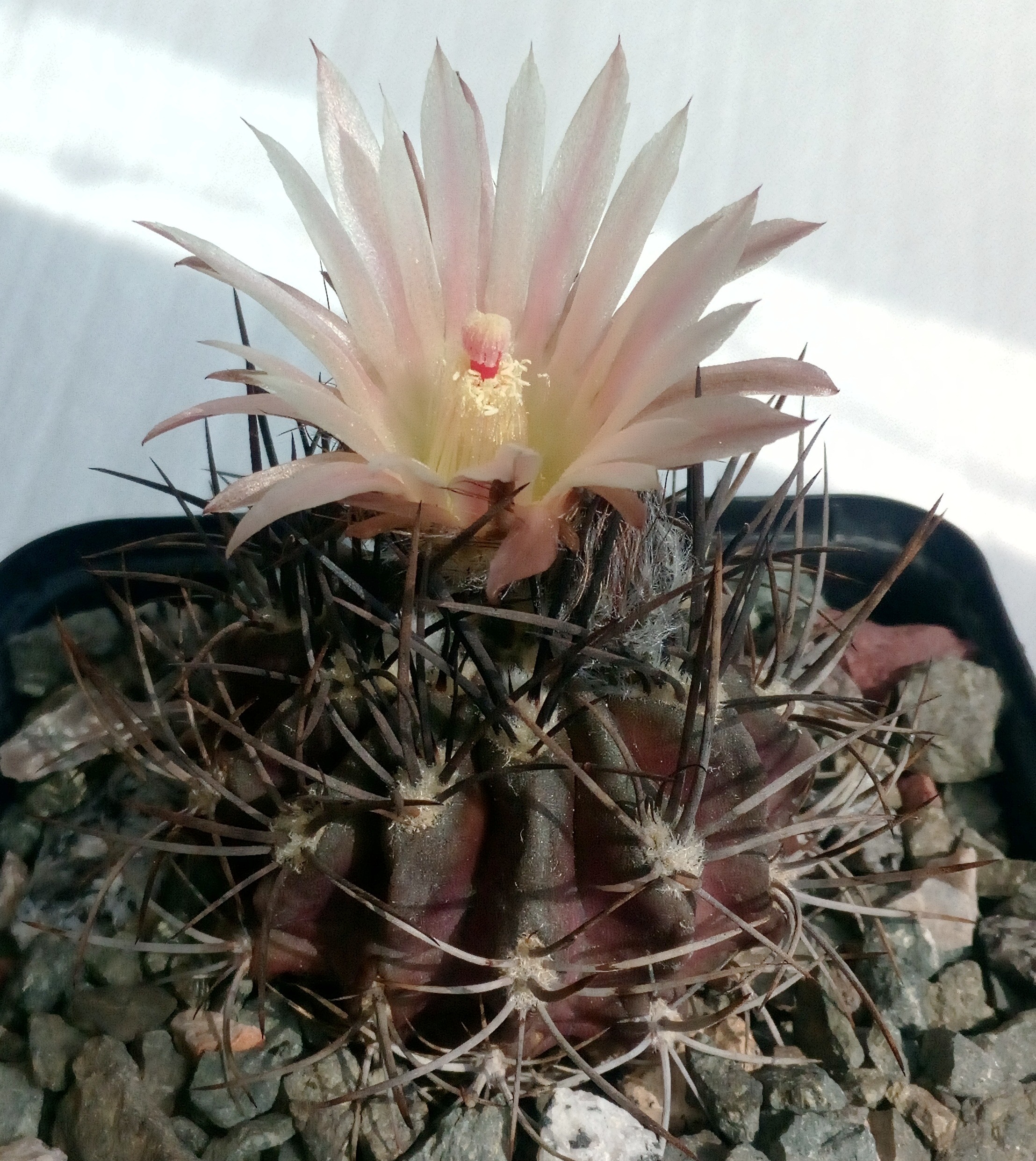 Neochilenia taltalensis