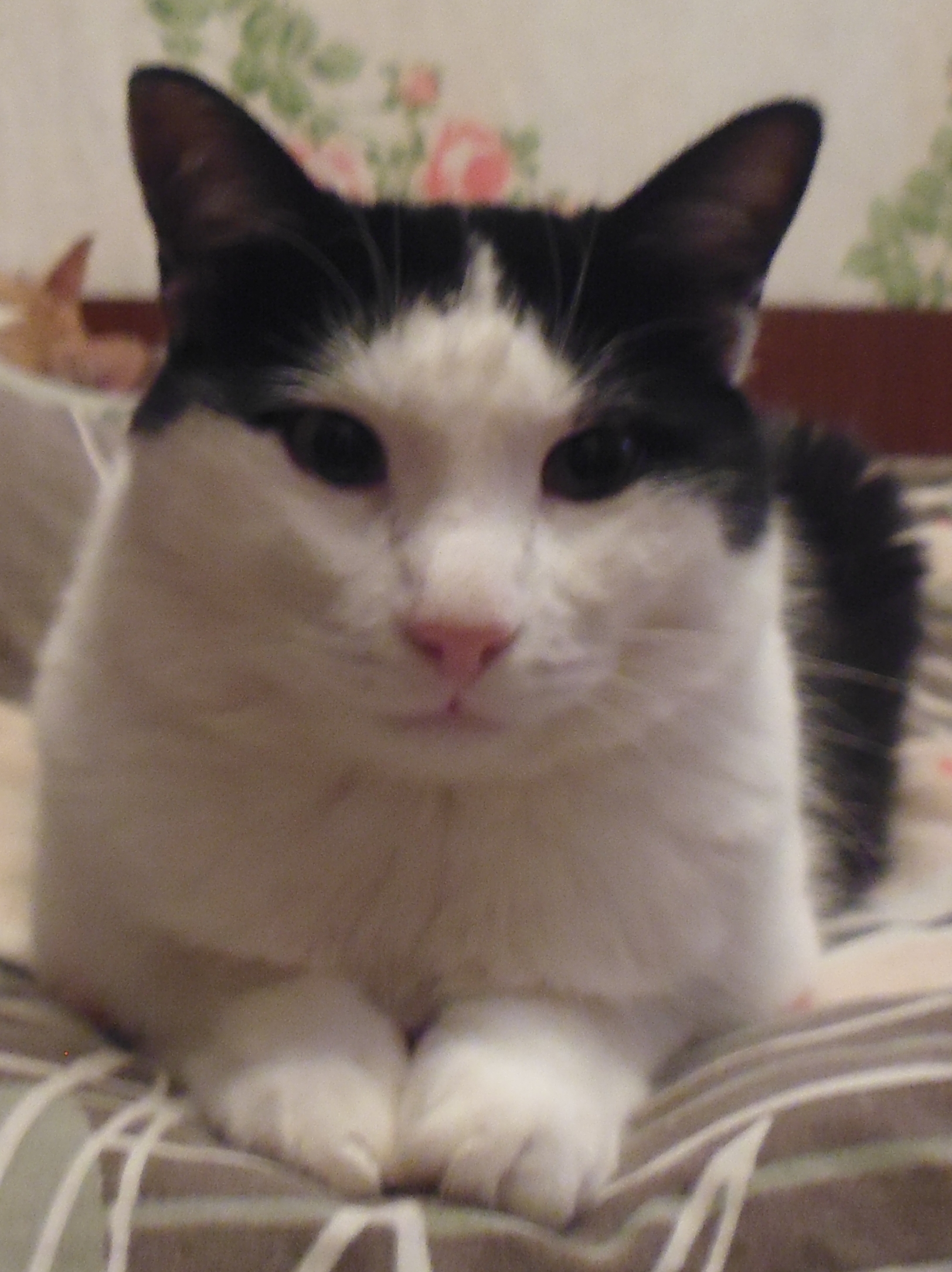 Пус-пус-пус