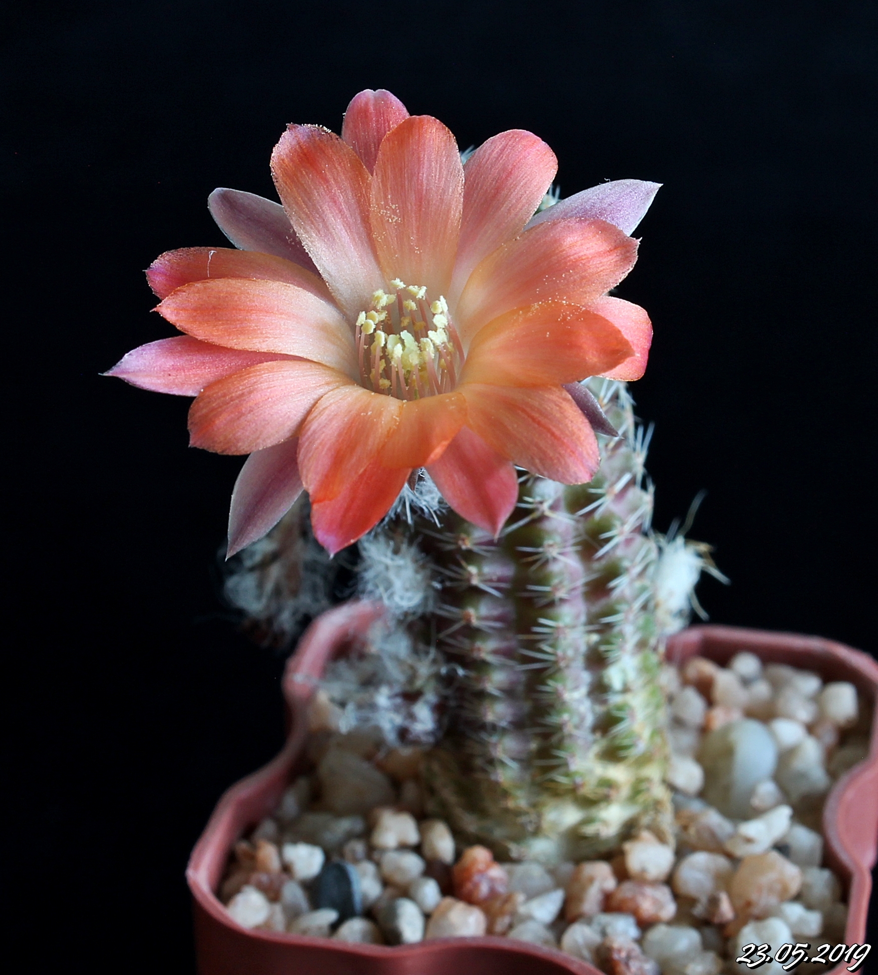 Lobivia haagei v.orurensis MK 2639.