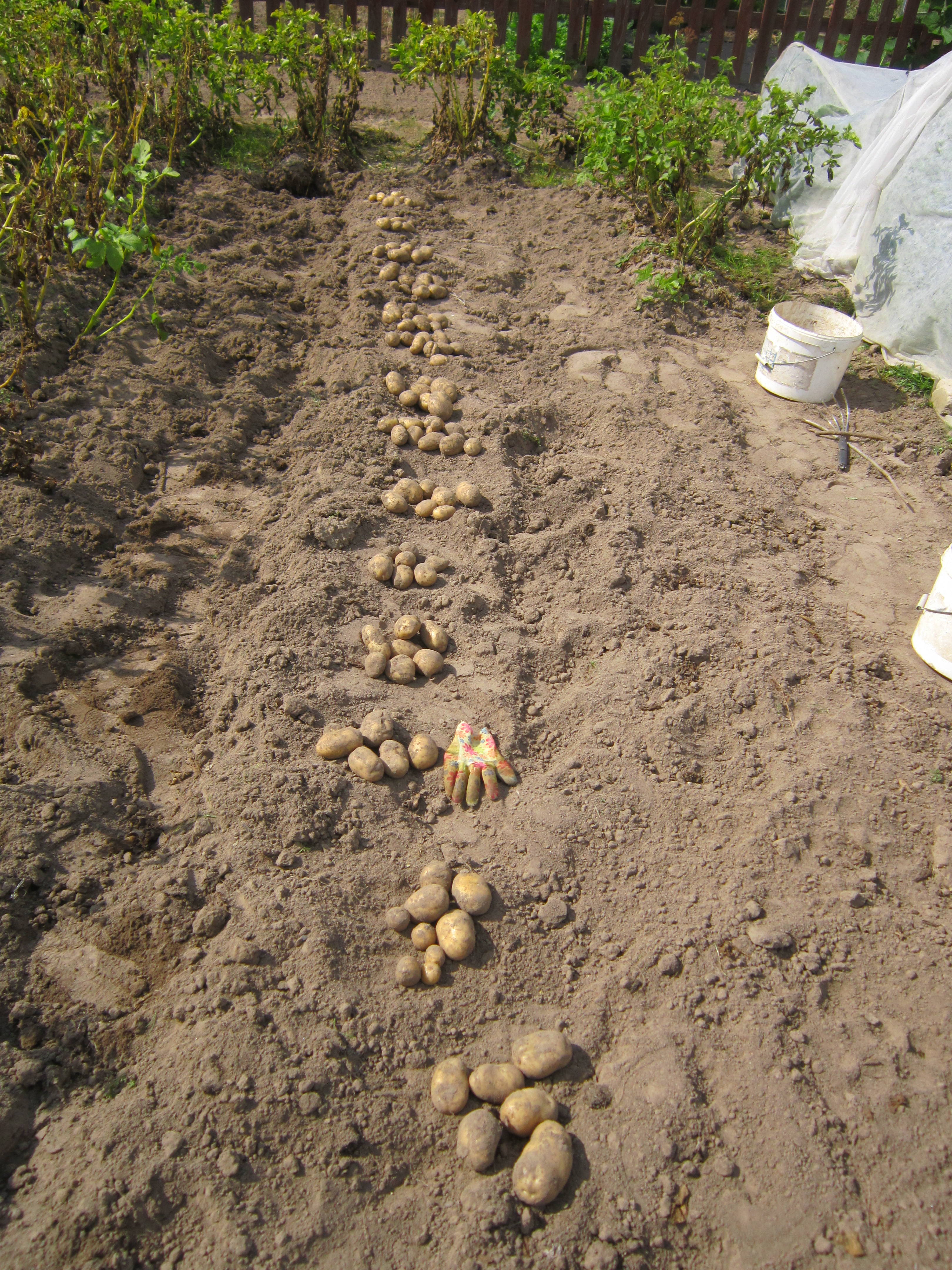 Картофель скарб урожай в Западной Сибири