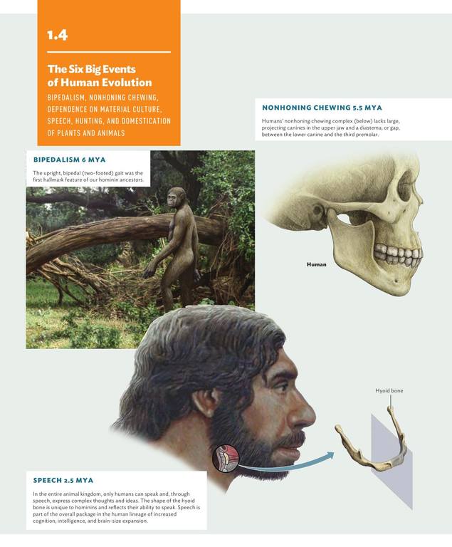 Sanet.ws Our Origins Discovering Physical Anthropology 45