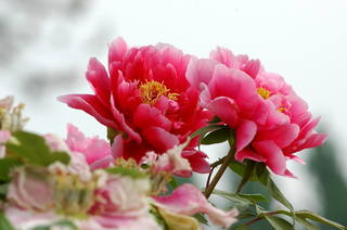 Luoyang-Peony-2