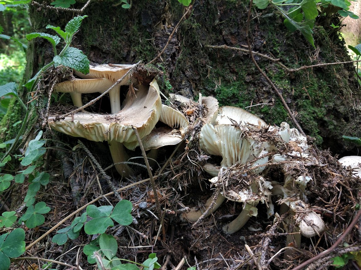 июньские грибы