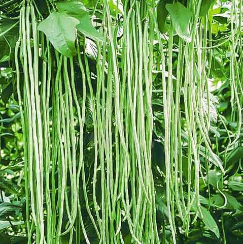 vigna-kalancha-semena1