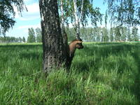 VFL.RU - ваш фотохостинг