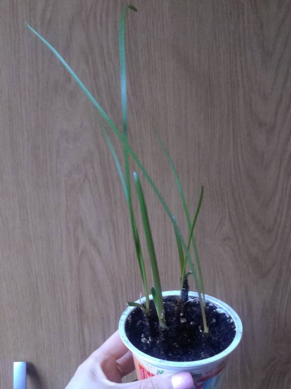 Зефирантес