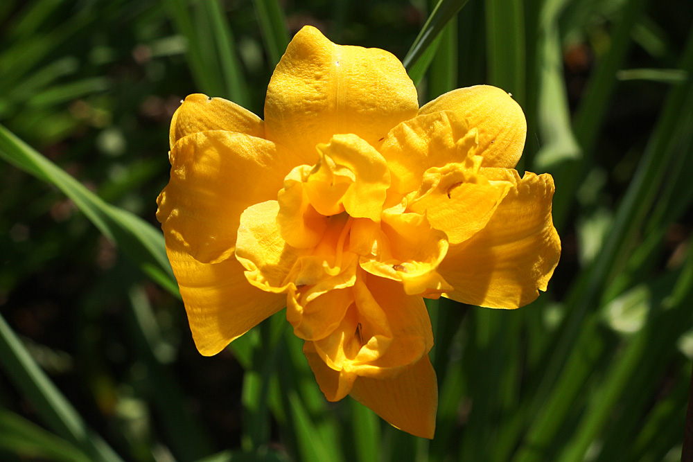 Yellow-Bouquet