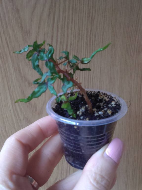 Бегония Партита