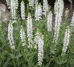 salvia schneehugel