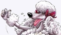 Poodle White 2 Эскиз2 Обр.Повёрнуто