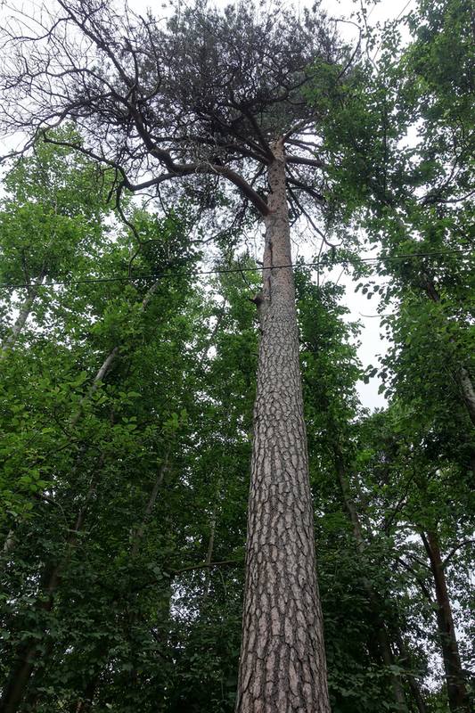 Сестрорецкий курорт Сестрорецкий курорт