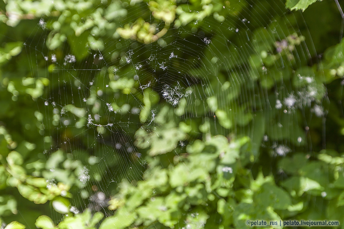 (С) Pelato Blog: pelato.livejournal.com Instagram: @pelato_rus паутина засада spider garden-spider дион dion греция greece парк park