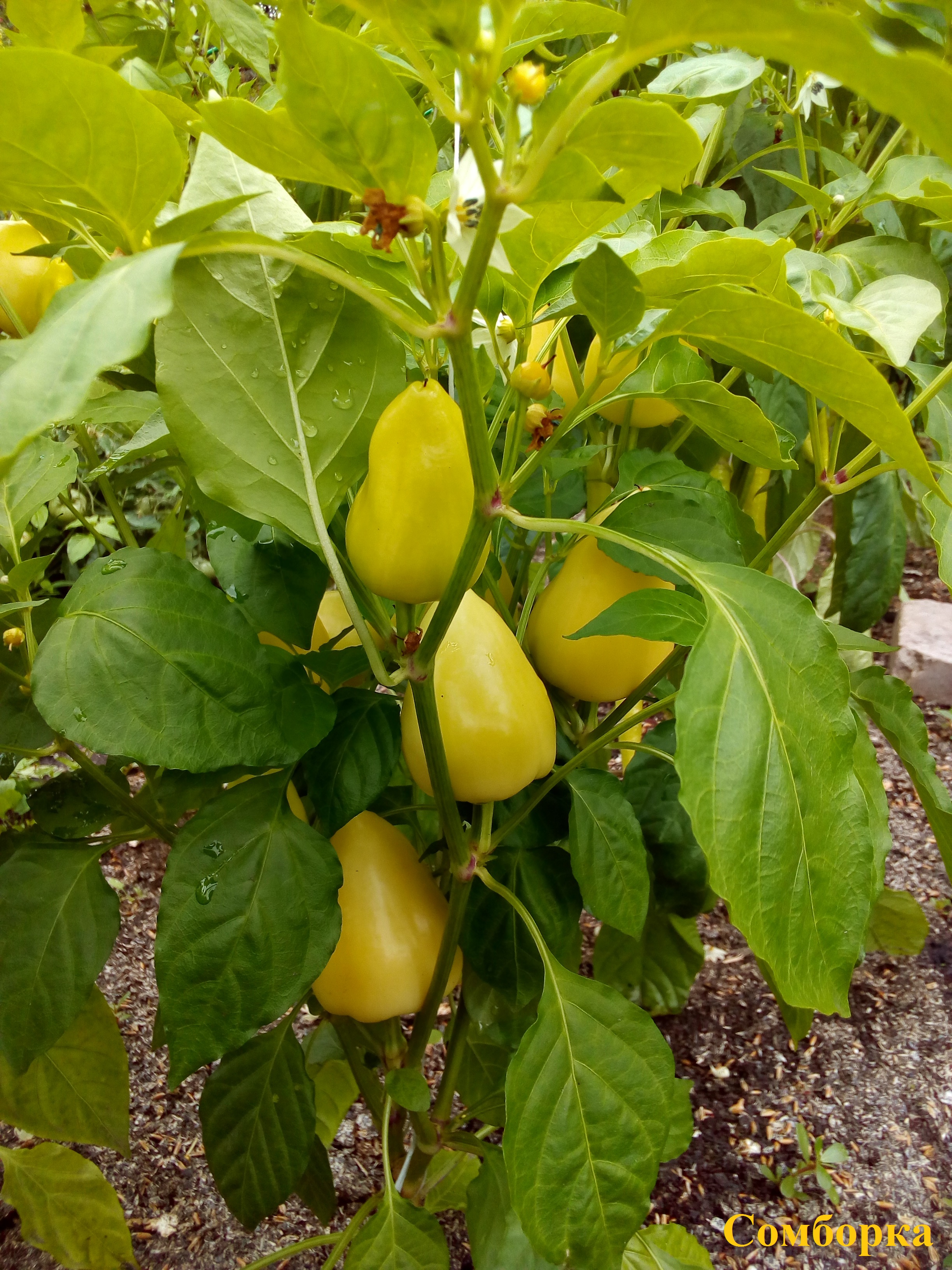 сомборка