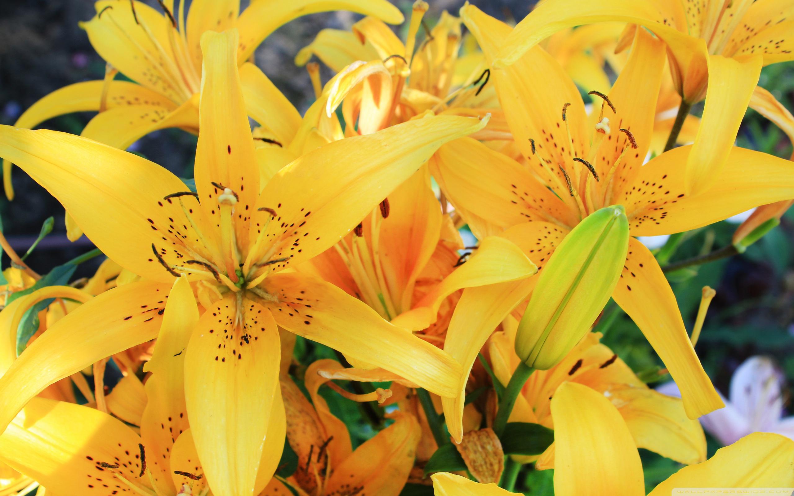 zheltie-lilii-v2.2560x1600