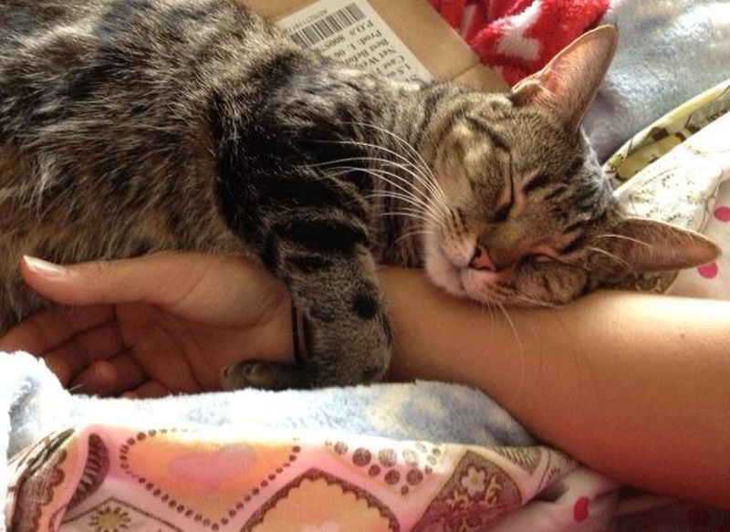 catlove15