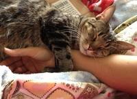 catlove15