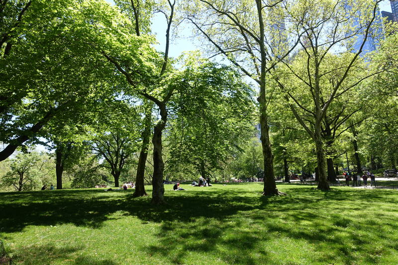 Центральный парк Нью-Йорка