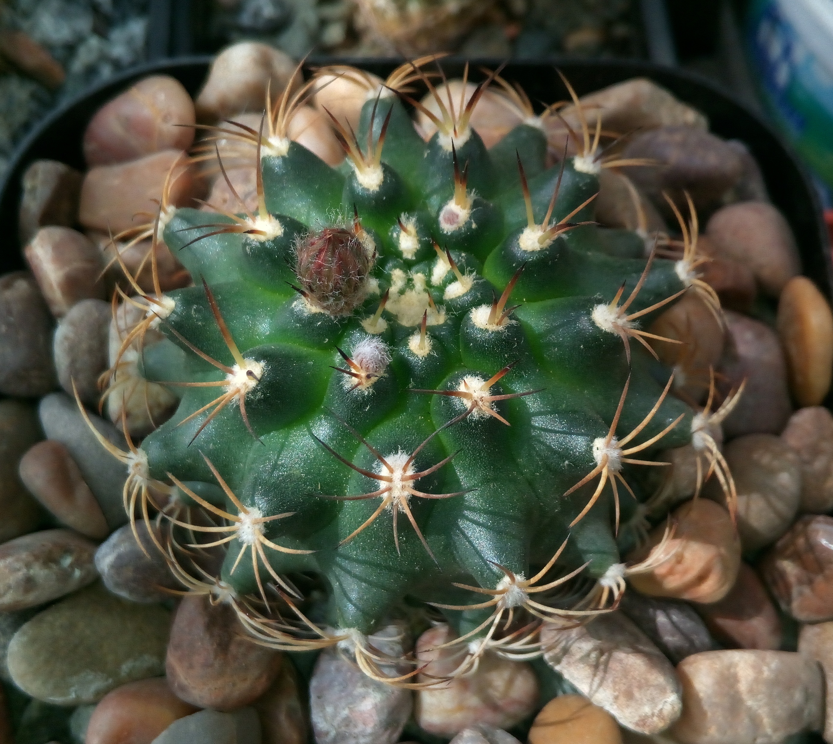Matucana krahnii