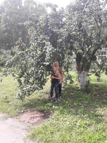 Бойцы студенческого отряда на заготовке яблок для студенческой столовой