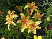 VFL.RU - ваш фотохостинг