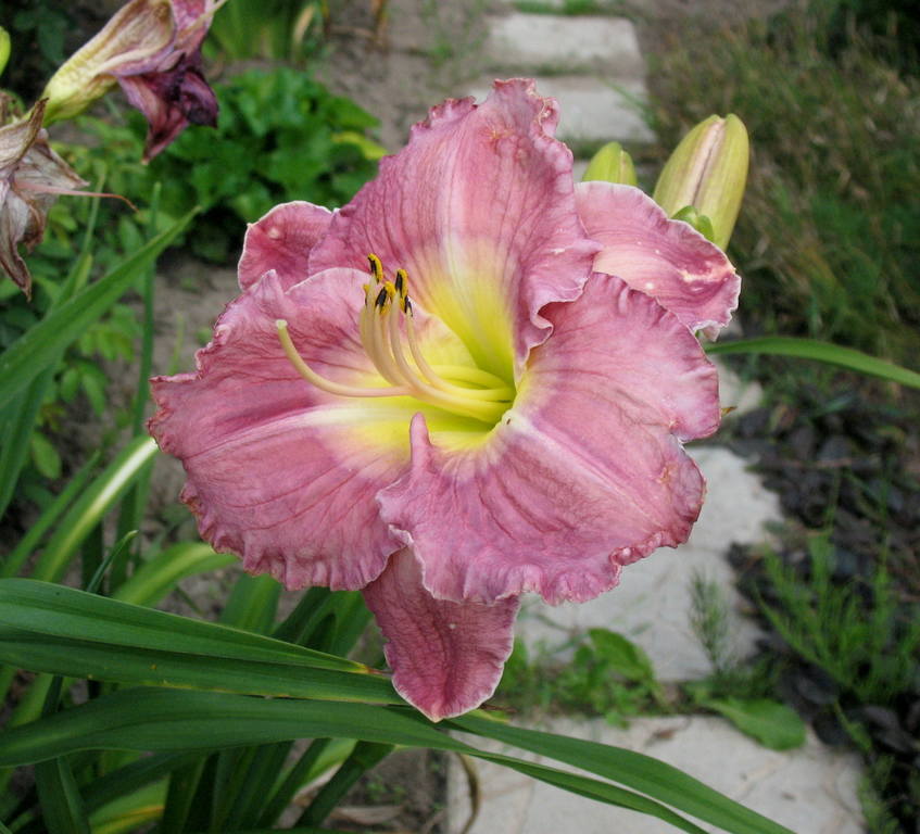 Лилейник без имени