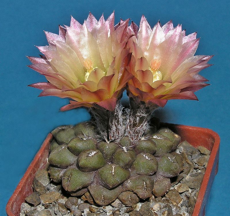 F Pyrrhocactus dimorphus