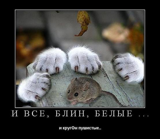 http://images.vfl.ru/ii/1566223893/589b402c/27589733_m.jpg
