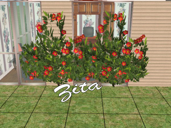 Zita FloweringClimbingVines