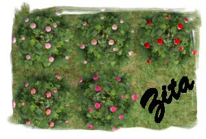 Zita Small5