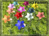glockenblume1