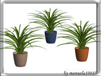 zimmerpflanze3rec3