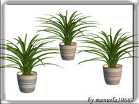 zimmerpflanze3rec1