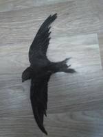 VFL.RU - ваш фотохостинг