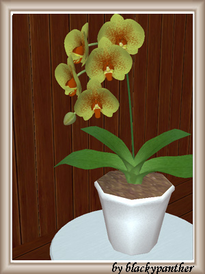 rec6orchidee