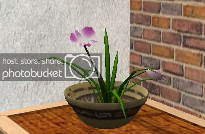 Orchid