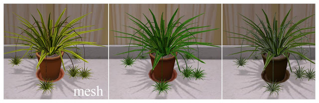 SpiderPlant