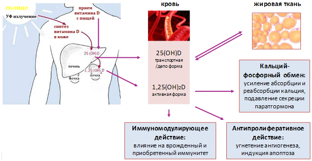 VitD