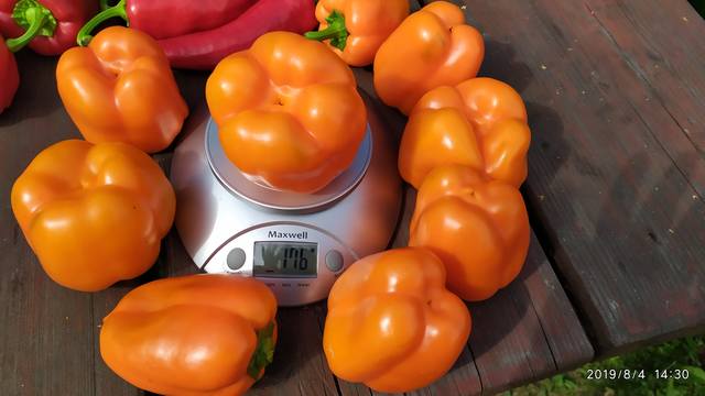 Магно F1 - Сорта СЛАДКОГО перца с фото - tomat-pomidor.com - форум