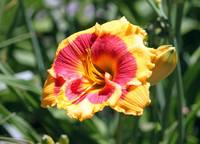 Бруквуд Ли Кози лилейник