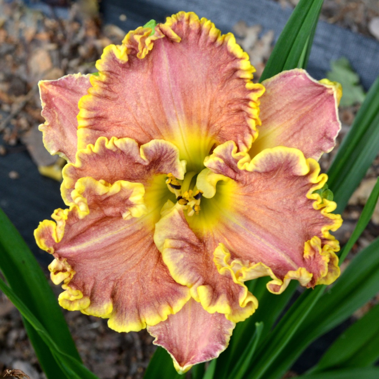 Дарла Анита лилейник