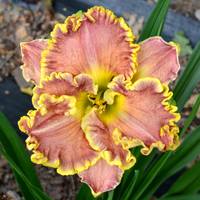 Дарла Анита лилейник