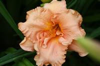 Ин Эксцесс лилейник