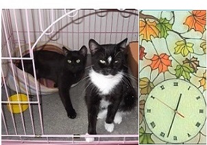 В розовом домике - форум