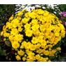 Хризантема мультифлора Аксима Еллоу
