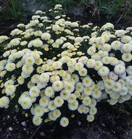 Хризантема мультифлора Брандава Вайт