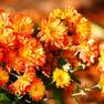 Хризантема мультифлора Бенгальские огни