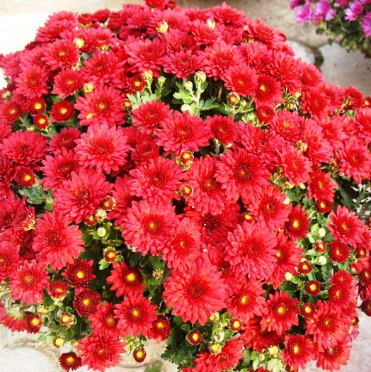 Хризантема мультифлора Бода Ред