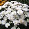 Хризантема мультифлора Белый Миг